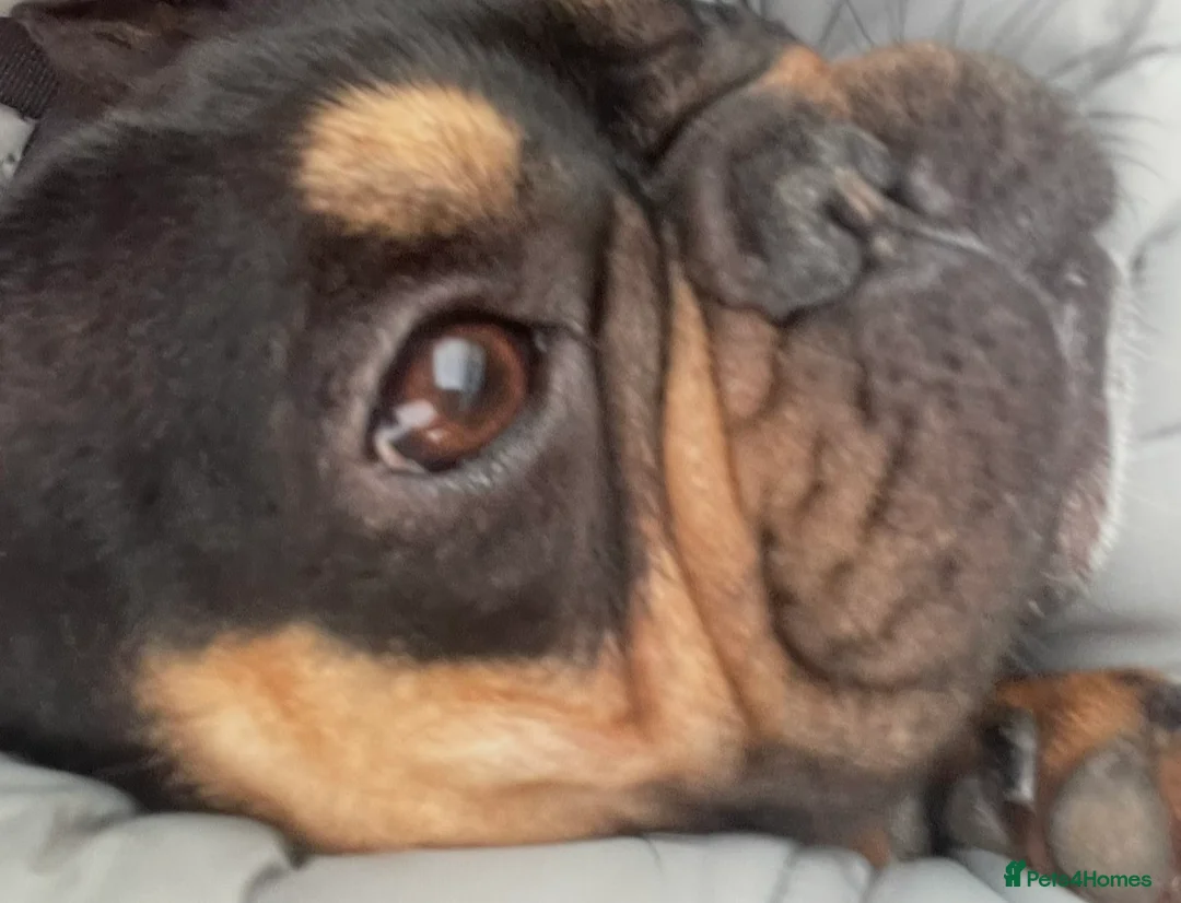 French Bulldog dogs for sale: Girl French bulldog  in Irvine - Advert 2