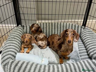 Miniature Dachshund dogs KC Reg Miniature Dachshund outstanding pedigree 🌟 - Advert 10