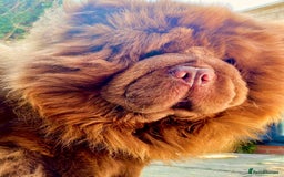 Chow Chow dogs for sale: 🩷🏆Stunning KC registered Chow Chow puppies🏆💙 - Image 25
