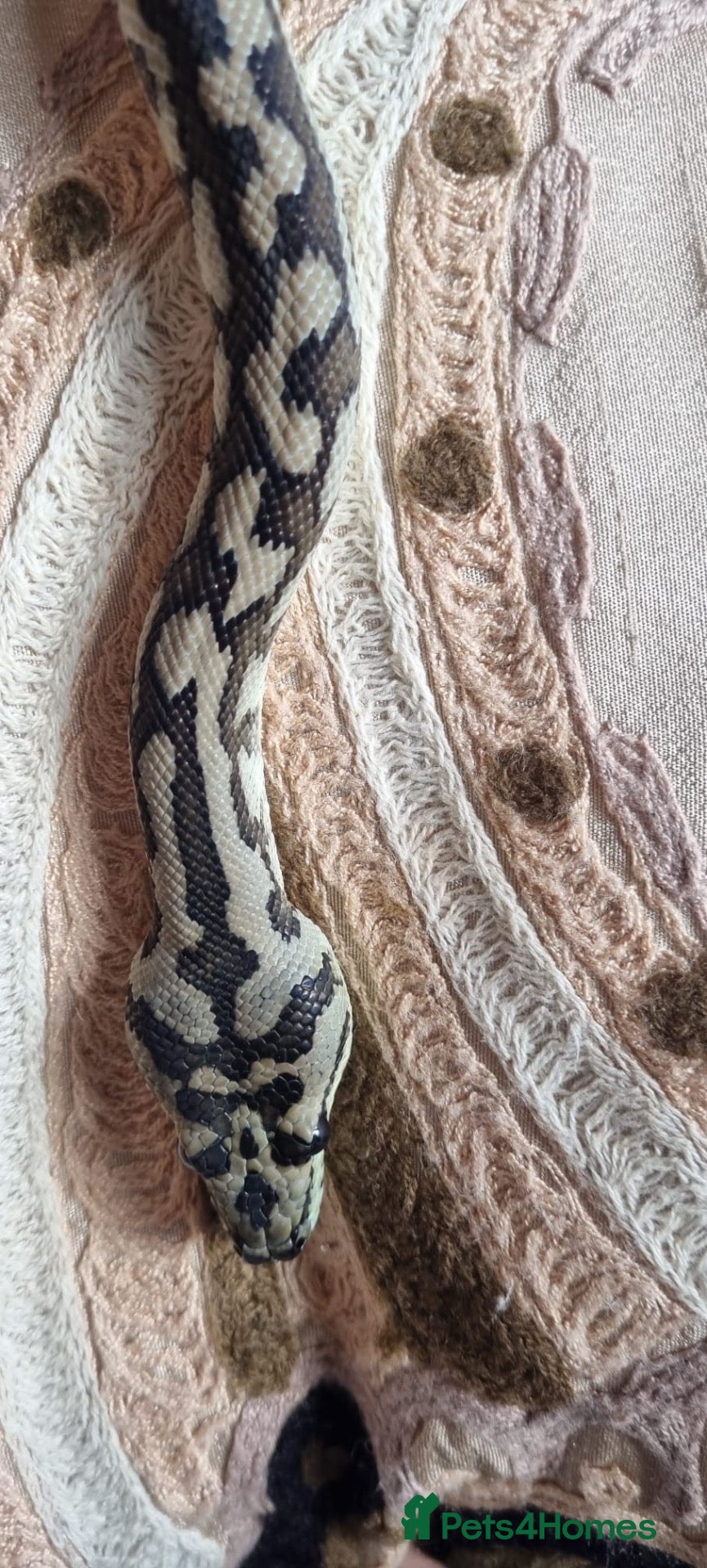 Python Snake reptiles X3 jungle carpet pythons  - Advert 1