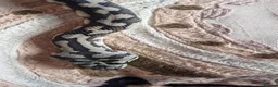 Python Snake reptiles for sale: X3 jungle carpet pythons  in Newton Abbot - Advert 1