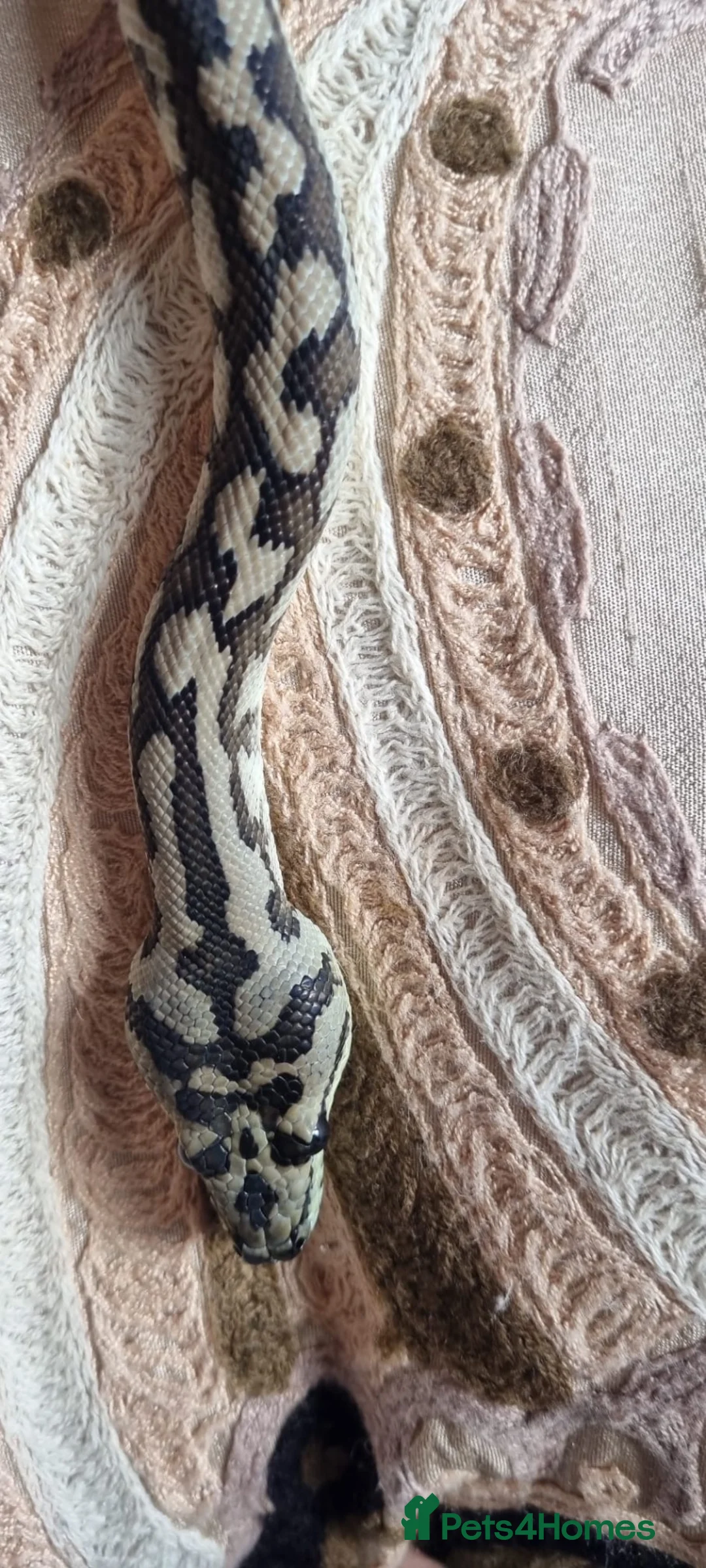 Python Snake reptiles for sale: X3 jungle carpet pythons  in Newton Abbot - Advert 1