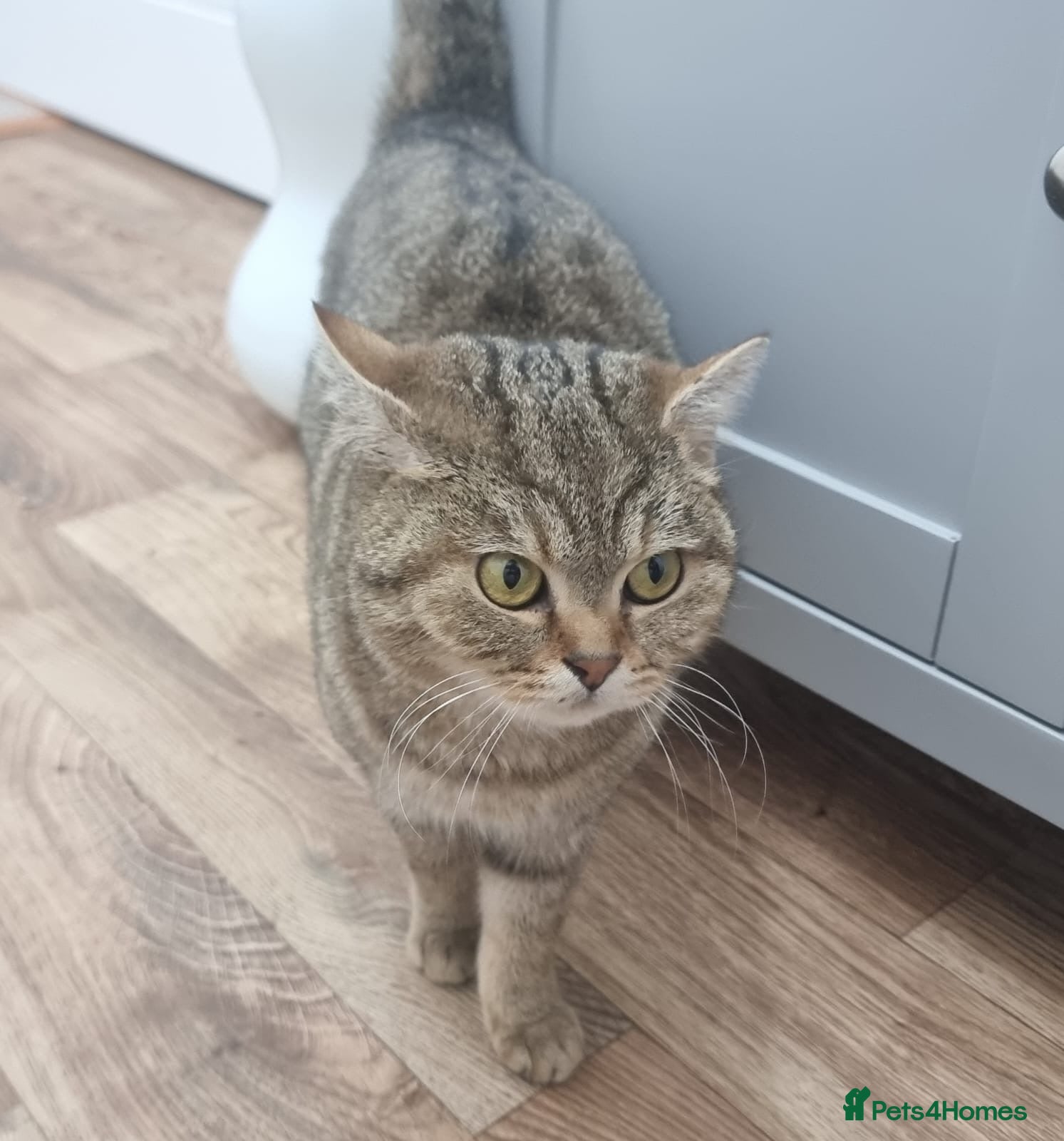 British Shorthair cats for sale: Golden Ticked Tabby Active GCCF British Shorthair - Advert 2