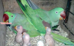 Parakeets birds for sale: Proven pair of Alexandrine parrot - Image 2