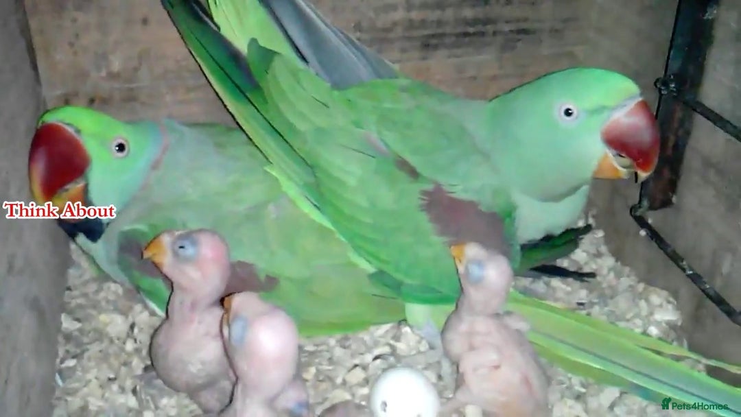 Parakeets birds for sale: Proven pair of Alexandrine parrot - Image 2