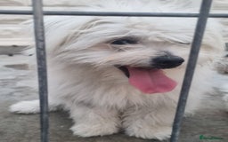 Bichon Frise dogs for adoption: KETHO - a superb, little boy, for a Loving Home - Image 2
