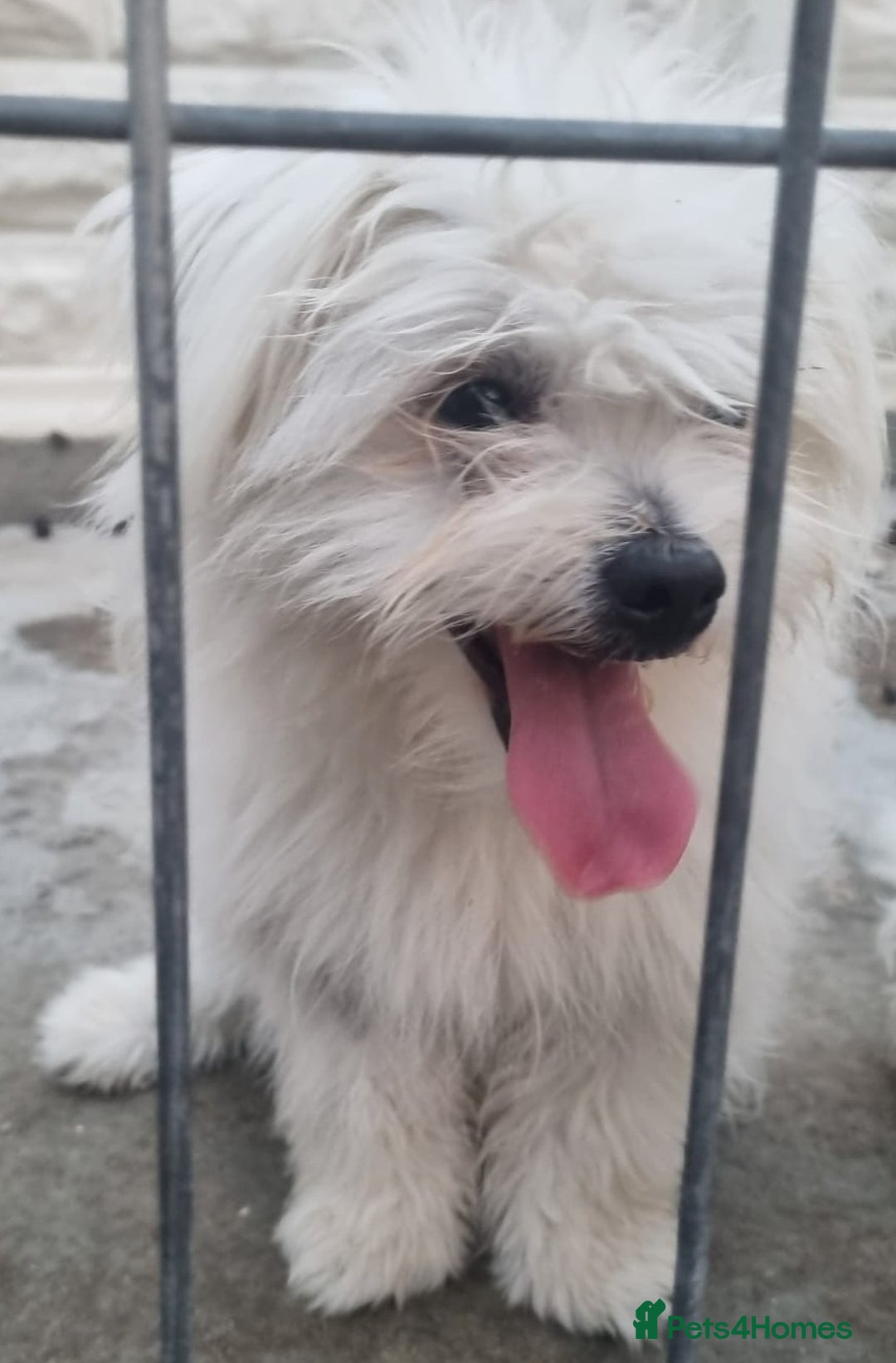 Bichon Frise dogs for adoption: KETHO - a superb, little boy, for a Loving Home - Image 2