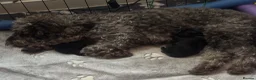 Cockapoo dogs for sale: Beautiful F2b cockapoos  - Advert 1
