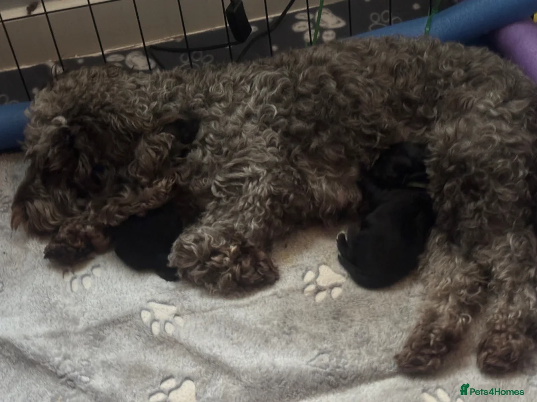 Cockapoo dogs for sale: Beautiful F2b cockapoos  - Advert 1