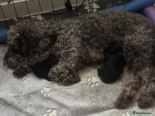 Cockapoo dogs Beautiful F2b cockapoos - Advert 1