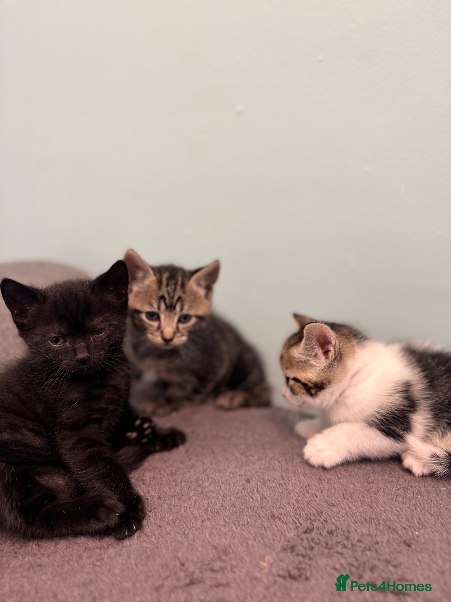 Mixed Breed cats for sale: Adorable Kittens Looking for Loving Homes 🐾 - Advert 4
