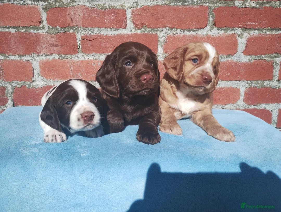 Cocker Spaniel dogs for sale: Cocker Spaniel Puppies Top Quality - Advert 2