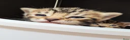 Mixed Breed cats for sale: Beautiful tabby boy kitten  in Woodbridge - Advert 1
