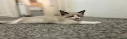 Mixed Breed cats for sale:  fluffy ragdoll mix kittens for sale  - Advert 2