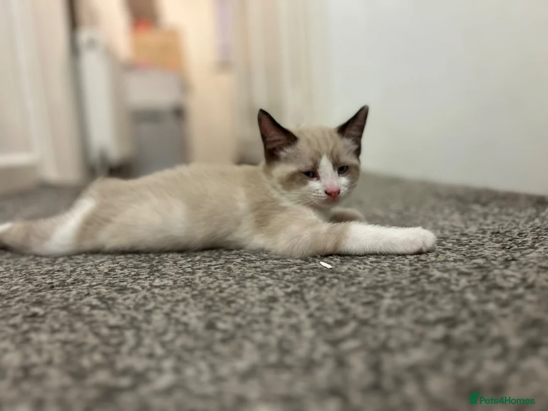 Mixed Breed cats for sale:  fluffy ragdoll mix kittens for sale  - Advert 2