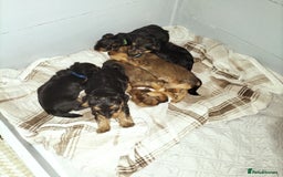 Yorkshire Terrier dogs for sale: Yorkshire terrier pups for sale - Image 1