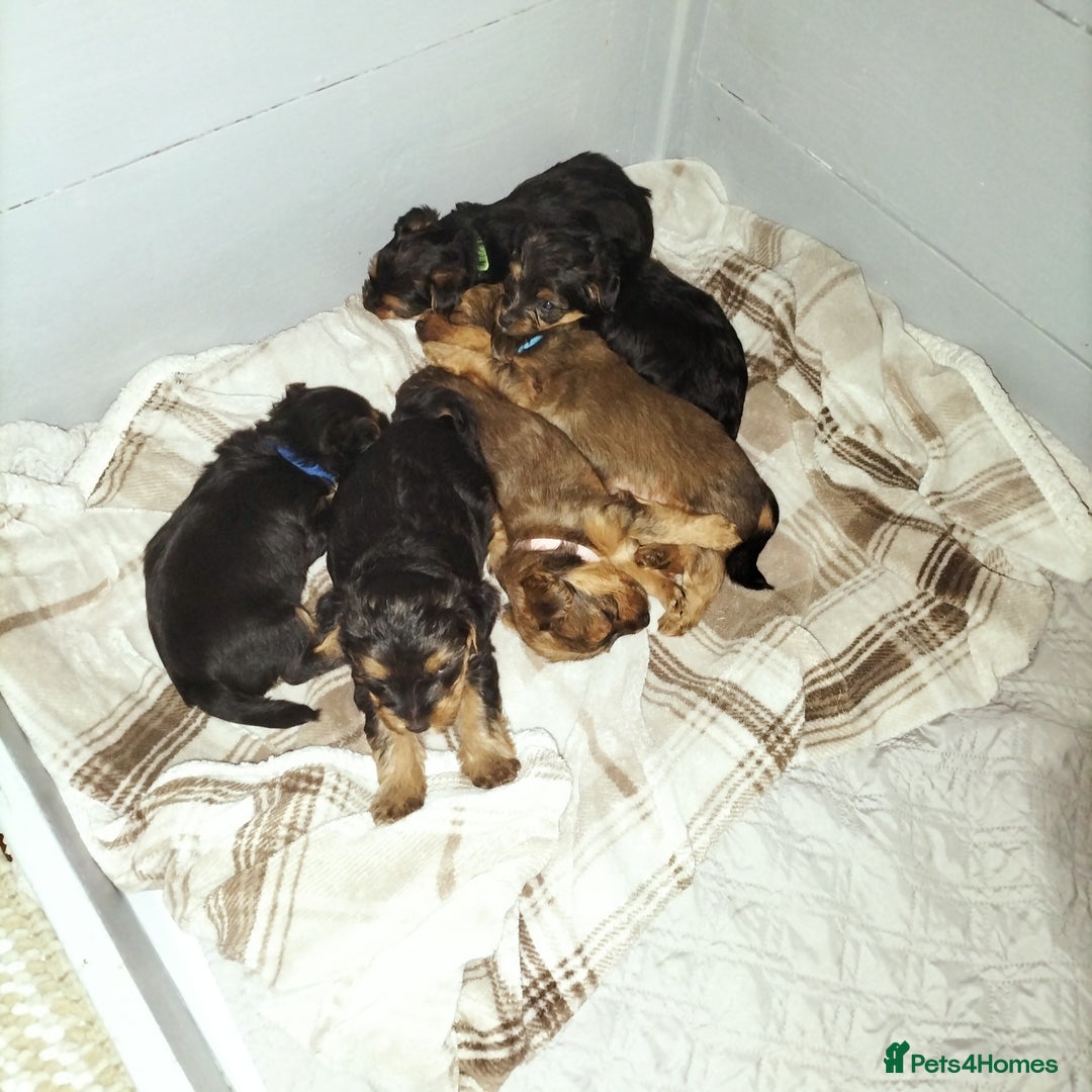 Yorkshire Terrier dogs for sale: Yorkshire terrier pups for sale - Image 1