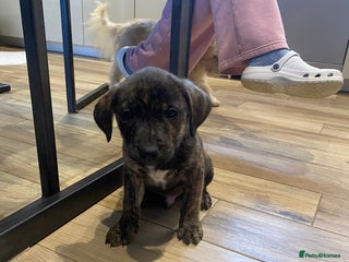 Mixed Breed dogs - Advert 4