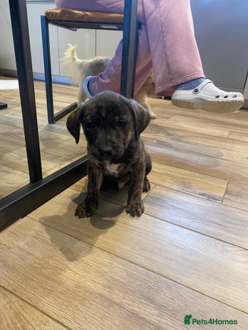 Mixed Breed dogs - Advert 4