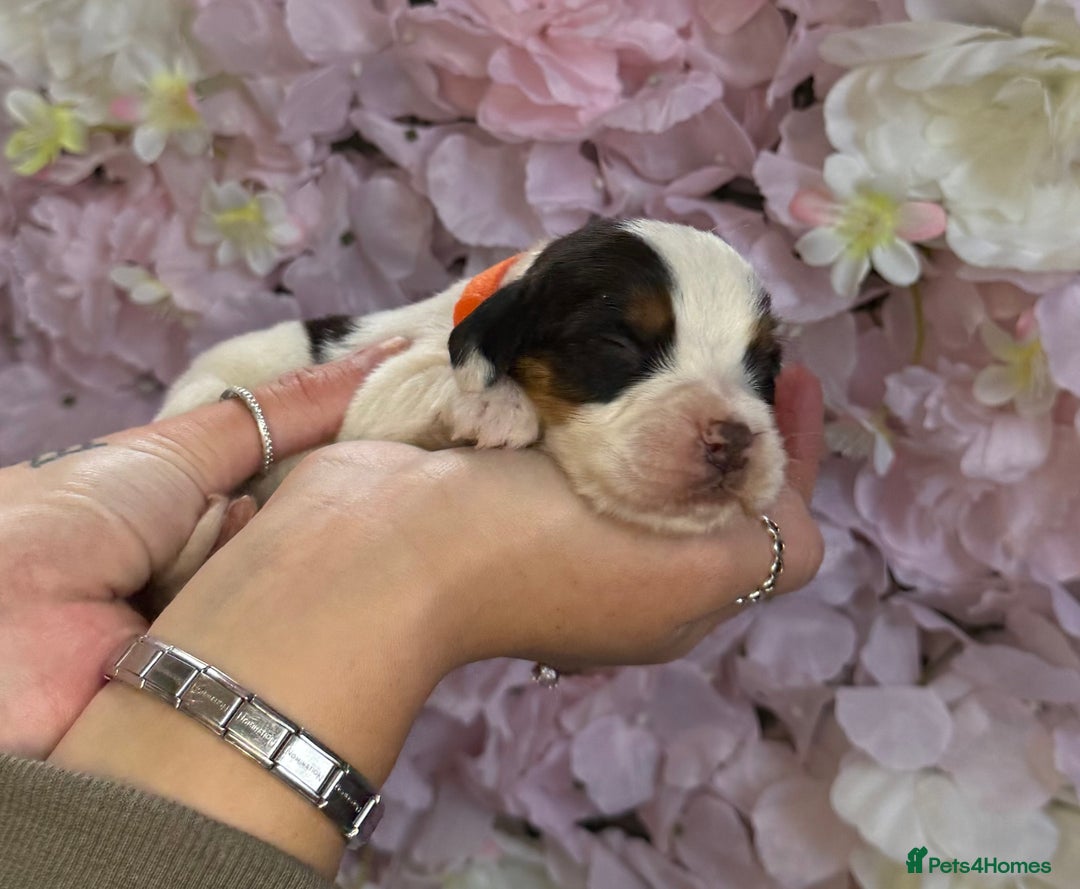 Beagle dogs for sale: KC Registered & Health Tested Puppies - Image 7