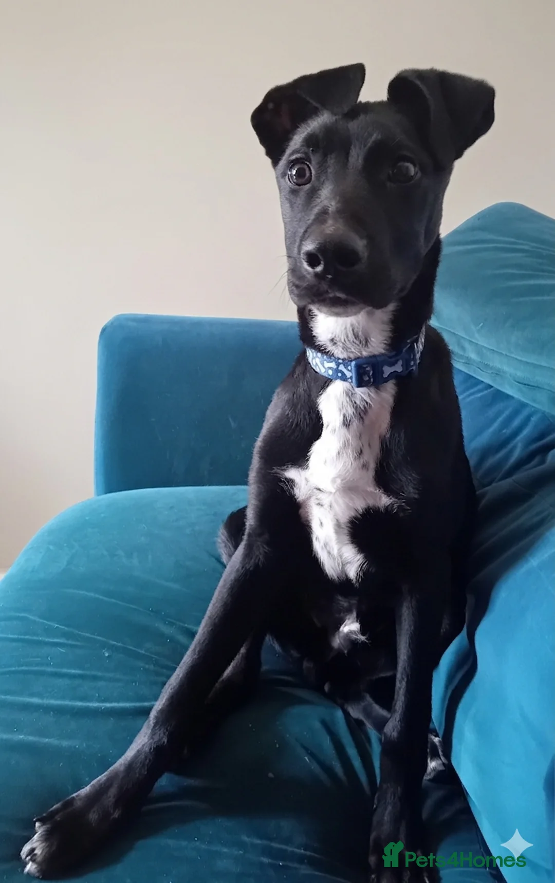 Mixed Breed dogs for sale: Charlie in Keighley - Advert 1