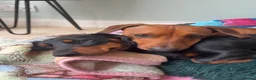 Dachshund dogs for sale: Beautiful Dachsunds puppies  - Advert 8