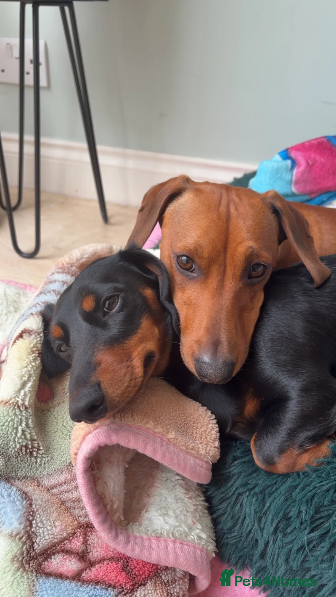 Dachshund dogs for sale: Beautiful Dachsunds puppies  - Advert 8