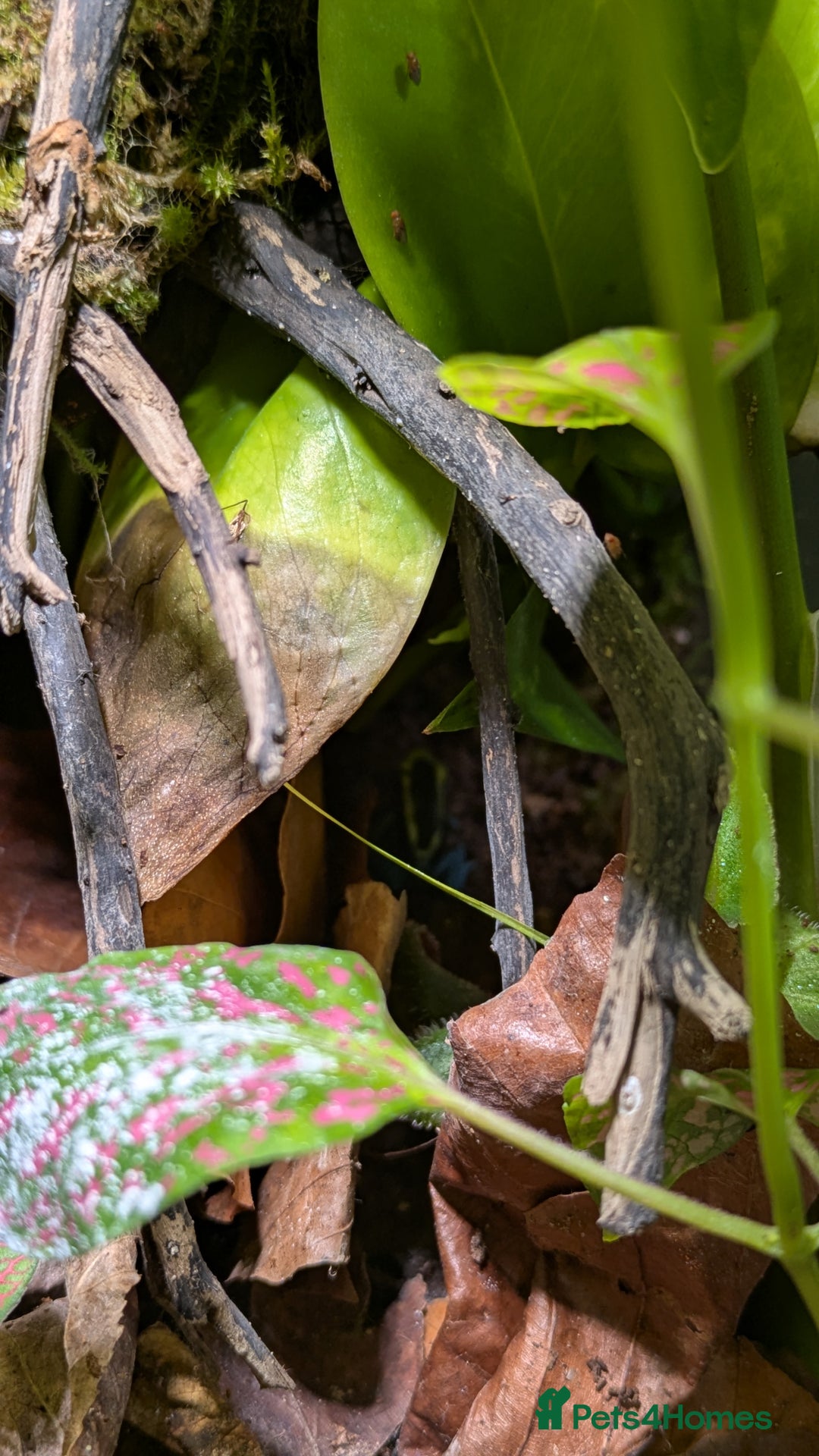 Frog reptiles for sale: 2 dendrobates tinctorius dart frogs for sale  - Image 4
