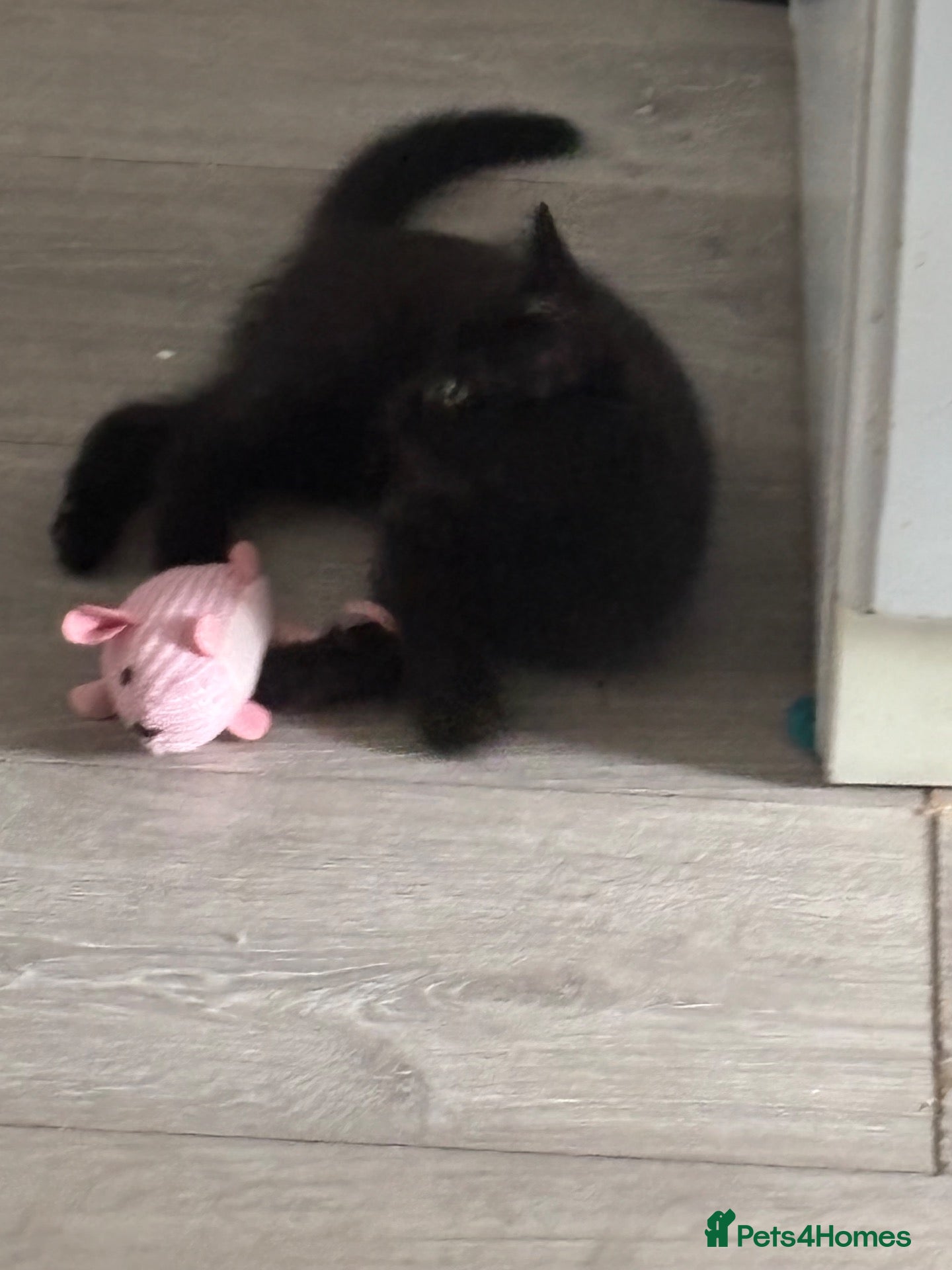 Domestic Shorthair cats Cat for sale - Advert 17