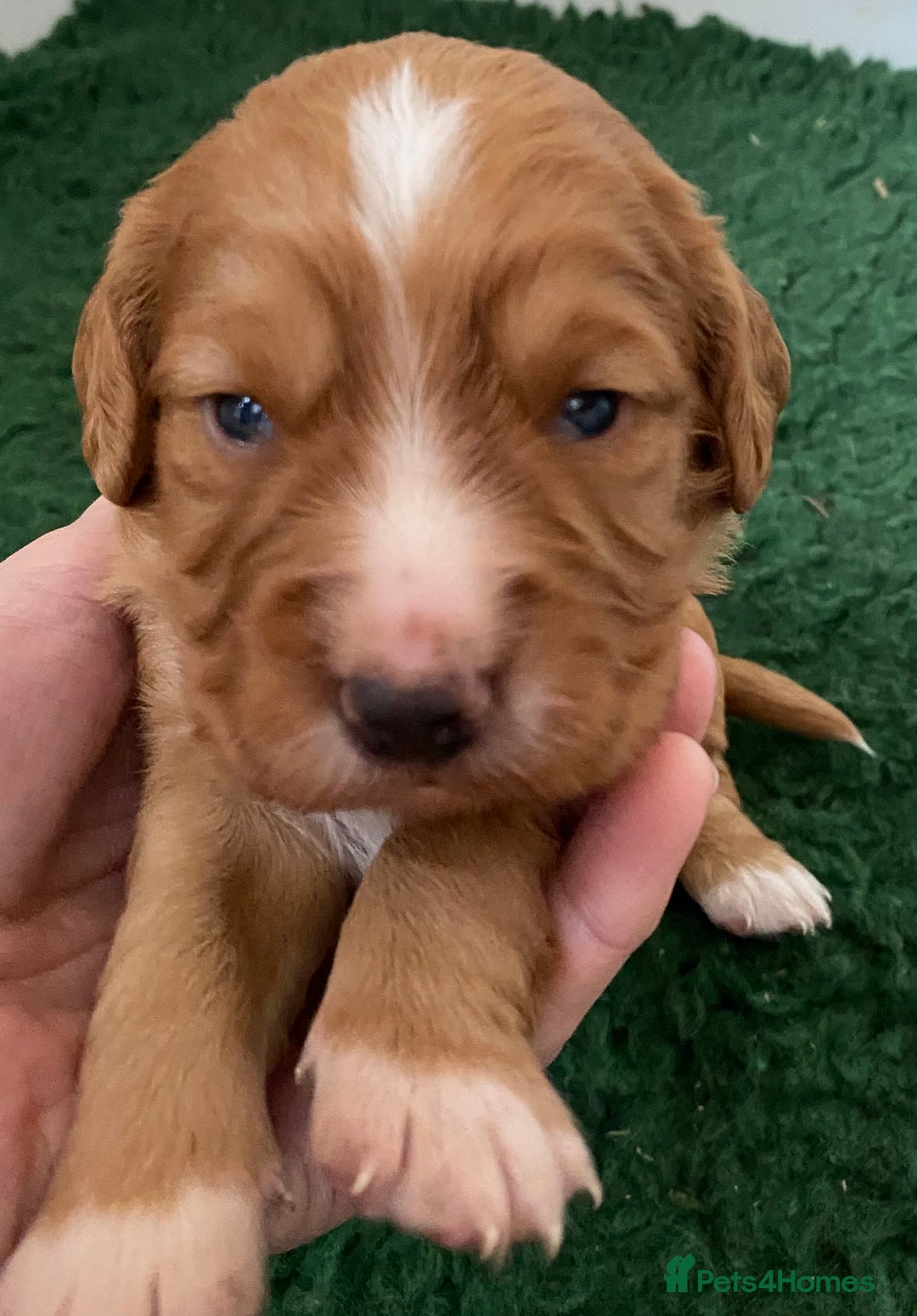 Cocker Spaniel dogs for sale: Beautiful KC Registered Cocker Spaniels - Image 8