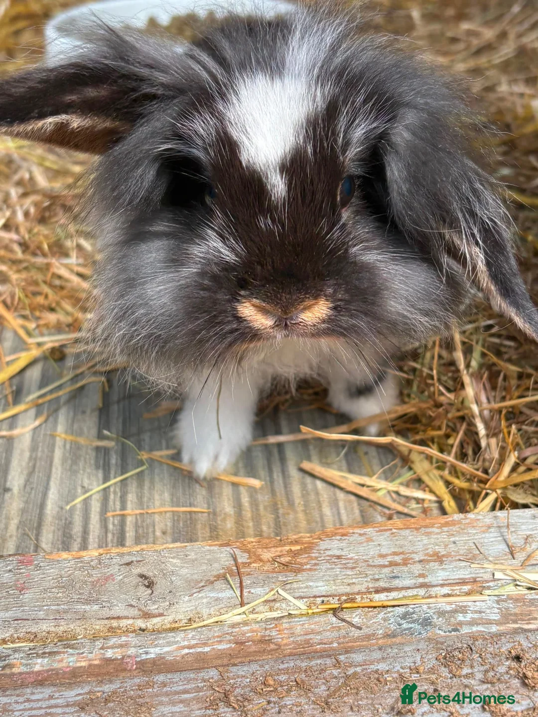 Mixed Breed rabbits for sale: 2x Mini lion lops. 1 male (white) 1 female (black) - Advert 8