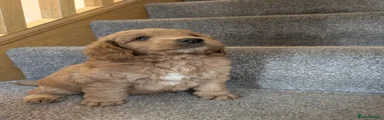 Cockapoo 3