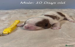 Cavalier King Charles Spaniel dogs for sale: 5 King Charles Ruby & Blenheim Puppies  - Image 7