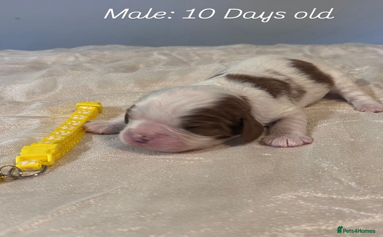 Cavalier King Charles Spaniel dogs King Charles, 1 Blenheim Puppy Available  - Advert 7