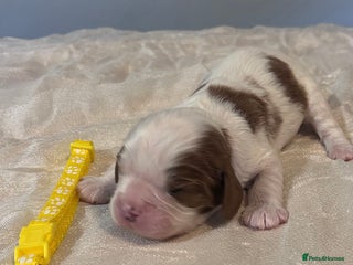 Cavalier King Charles Spaniel dogs King Charles, 1 Blenheim Puppy Available - Advert 3