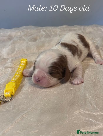 Cavalier King Charles Spaniel dogs King Charles, 1 Blenheim Puppy Available - Advert 2