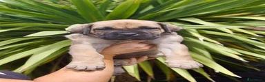 Imperial fawn female 