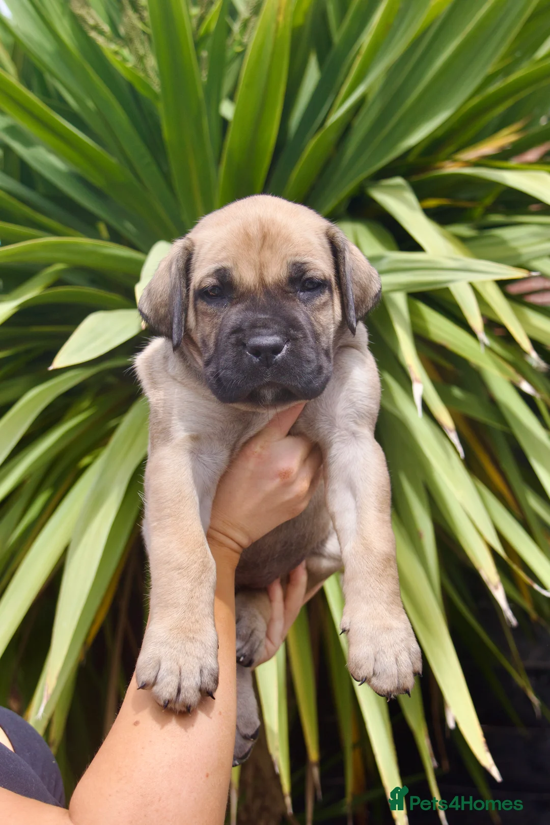 Boerboel dogs for sale: Imperial Boerboels  - Advert 2