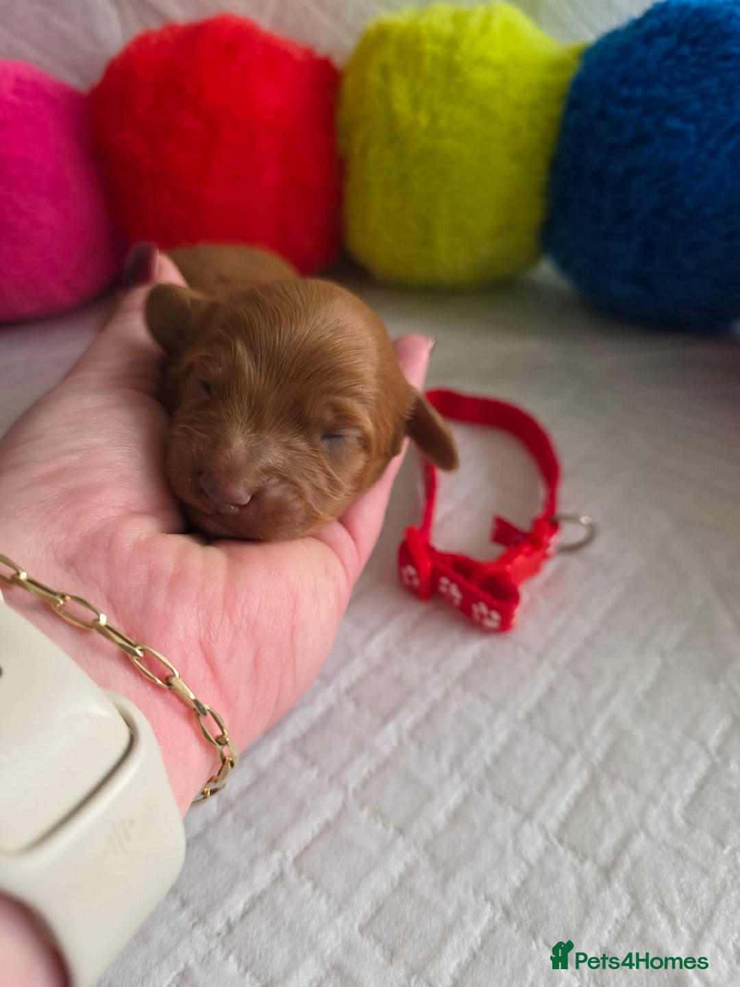 Cavapoo dogs for sale: 🥇 Finest Quality Beautiful F1b Cavapoos 🥇 - Advert 18