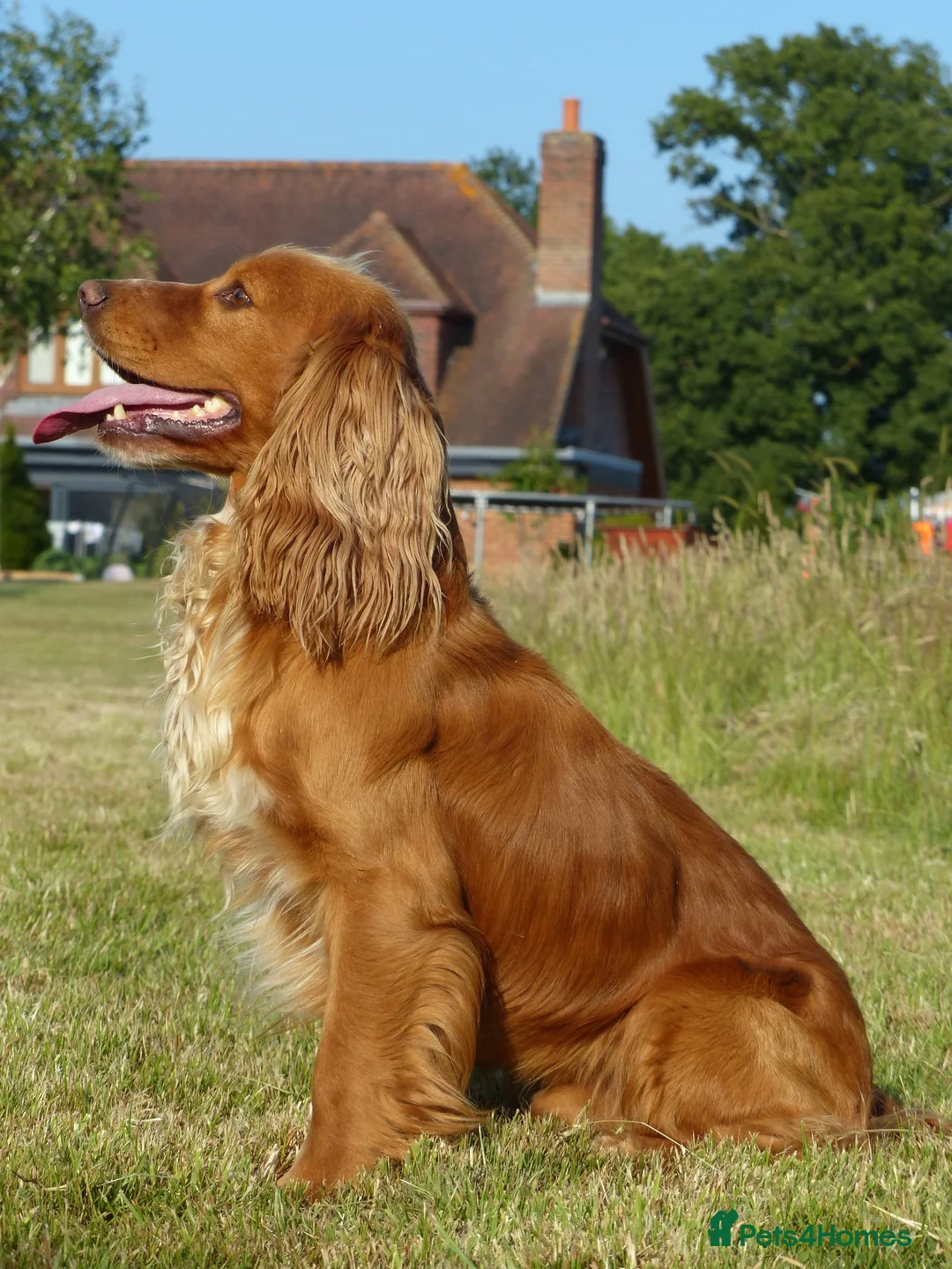 Cocker Spaniel dogs for stud: Pedigree working cocker spaniel standing at stud  in Tonbridge - Advert 9