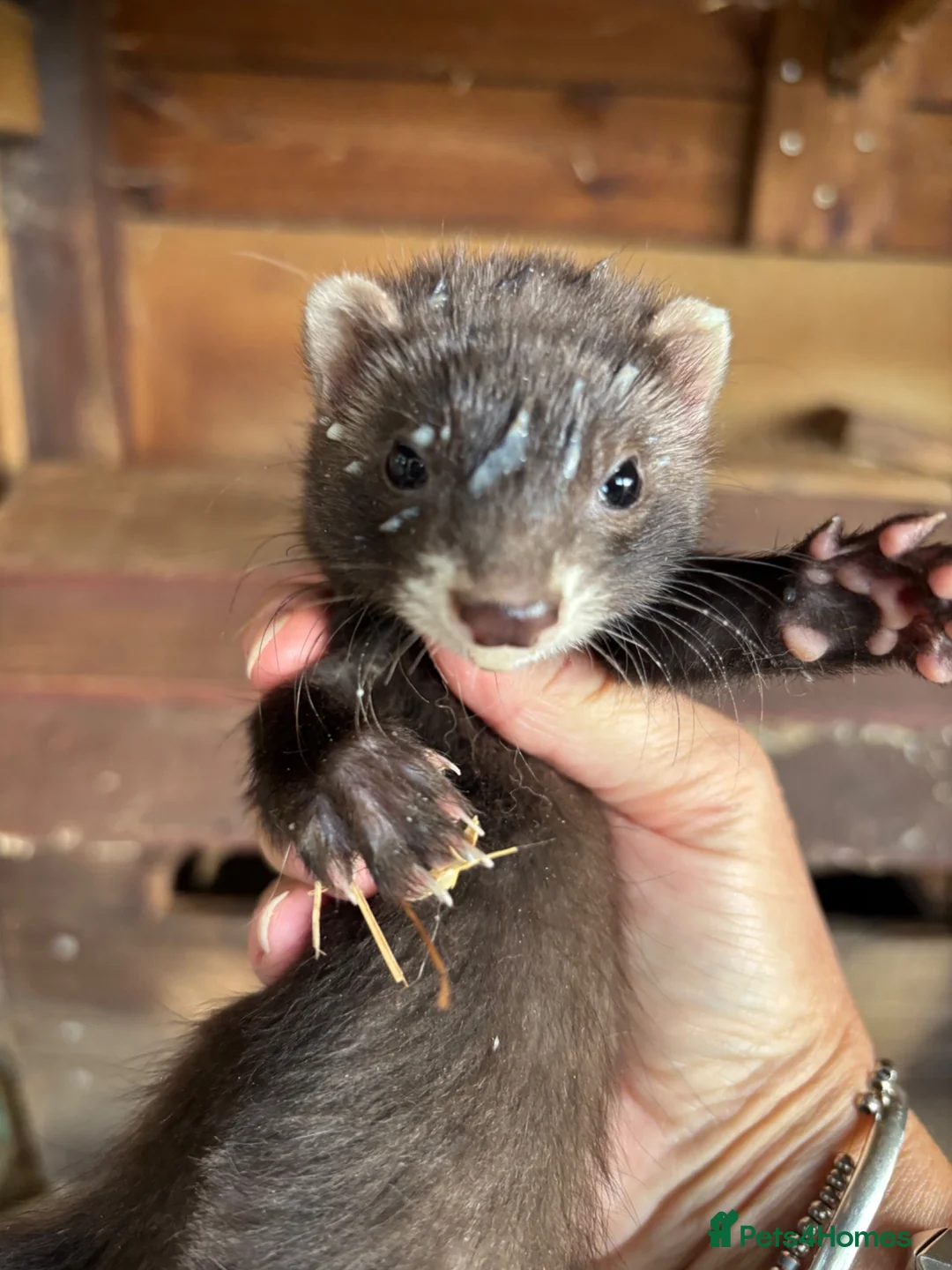 Ferret rodents for sale: Last two! - Beautiful silver X polecat kits - Advert 1