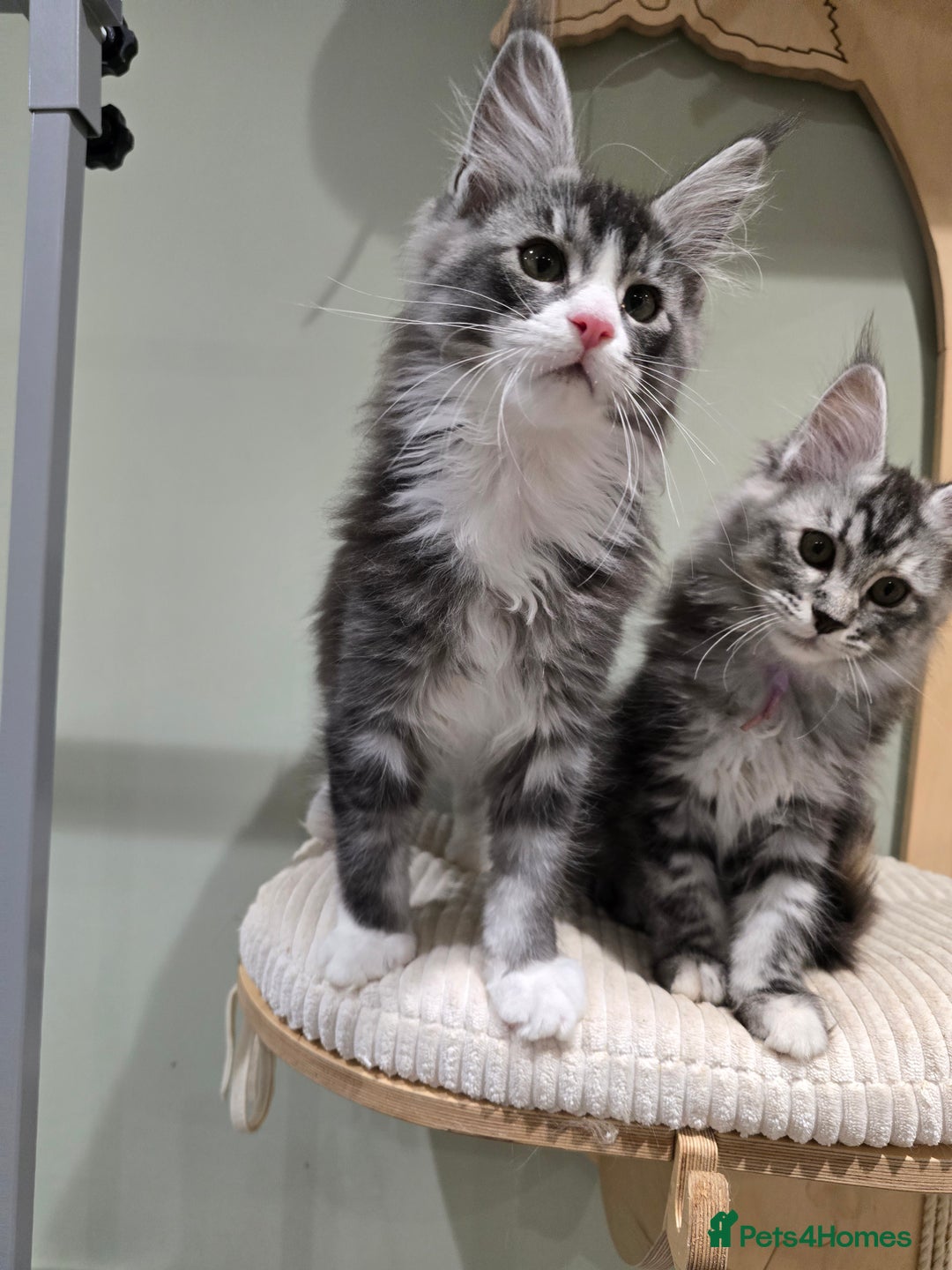 Maine Coon cats for sale: Maine coon kittens  - Advert 2