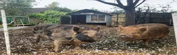 Pig livestock for sale: 2 kune kune pigs  - Advert 2