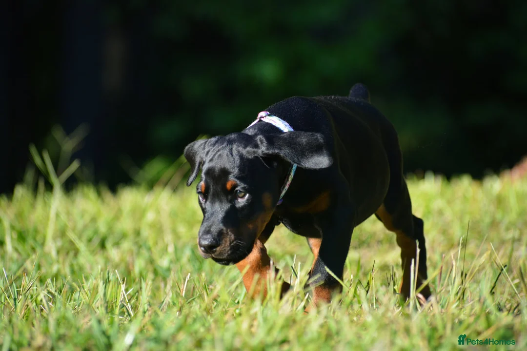 Dobermann dogs for sale: Beautiful litter for sale  - Advert 2