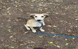 Lurcher dogs for sale: Two lurcher puppies needing new homes - Image 5