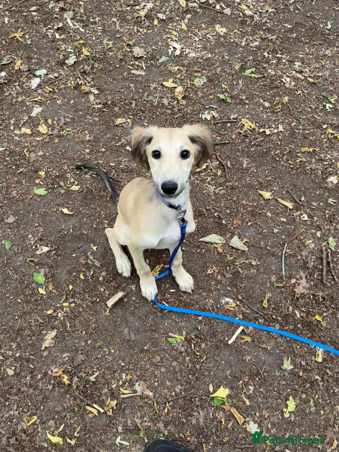 Lurcher dogs for sale: Two lurcher puppies needing new homes - Image 5