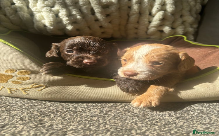 Cocker Spaniel dogs - Advert 2