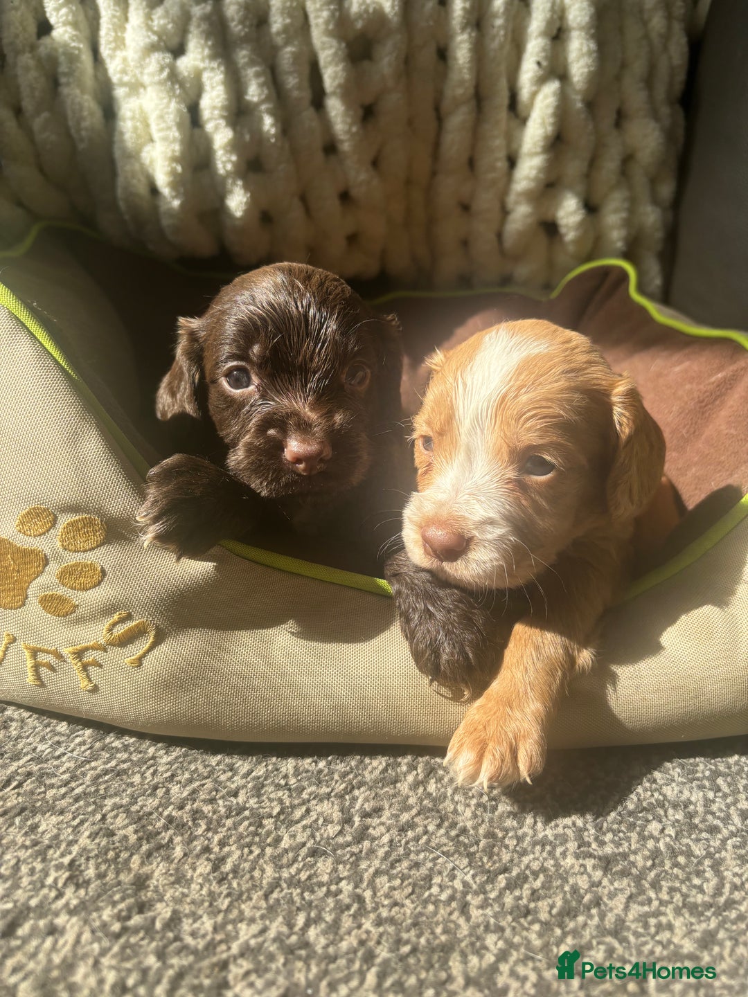 Cocker Spaniel dogs for sale: My 3 beautiful puppies  - Image 1