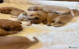 Labrador Retriever dogs for sale: KC REGISTERED DNA TESTED LABRADOR PUPPIES - Image 1