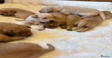 Labrador Retriever dogs KC REGISTERED DNA TESTED LABRADOR PUPPIES - Advert 15